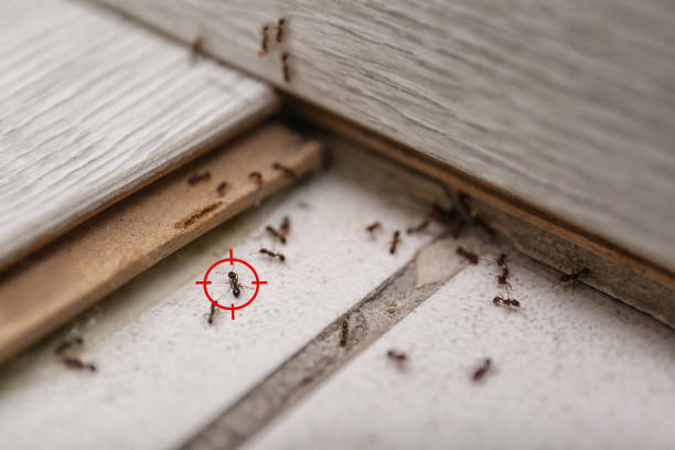 Best Mosquito Control Services  in New Orleans Station, LA