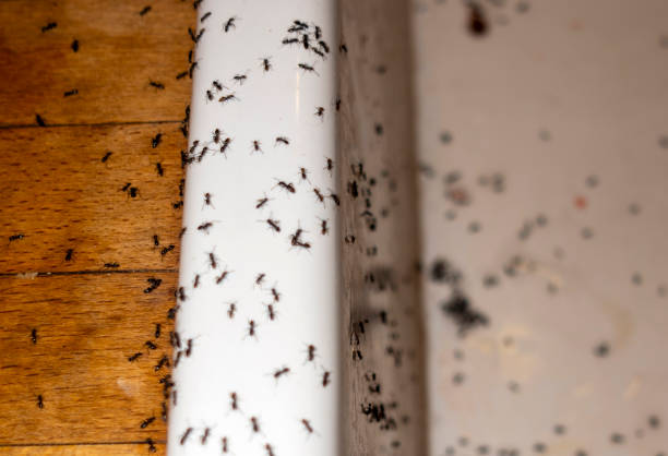 Best Affordable Pest Control Services  in New Orleans Station, LA